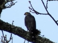 Accipiter minullus
