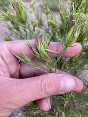 Cordylanthus wrightii