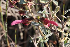 Salvia lanceolata