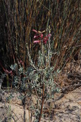 Salvia lanceolata