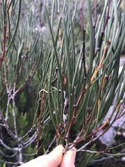 Acacia triptycha