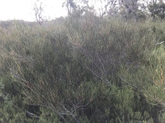 Acacia triptycha