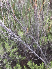 Acacia triptycha