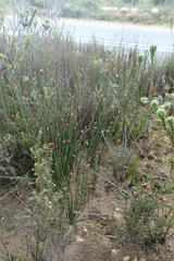 Hypodiscus procurrens