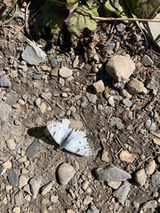 Pontia occidentalis