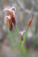 Hypodiscus procurrens