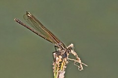 Hetaerina calverti
