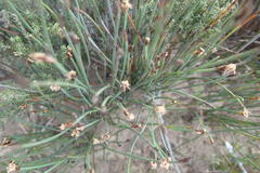 Hypodiscus procurrens