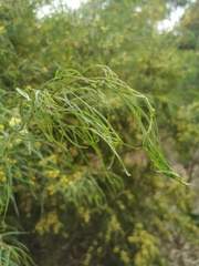Acacia cognata