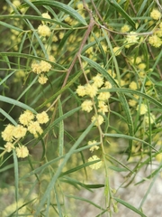 Acacia cognata