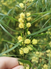 Acacia cognata