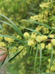 Acacia cognata