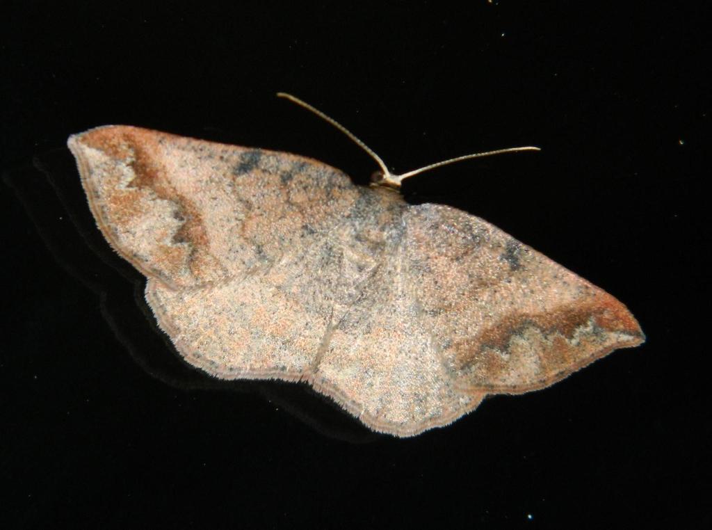 Marbled Cabera
