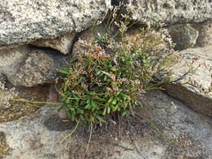 Limonium sommierianum