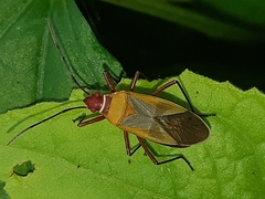 Dysdercus mimus