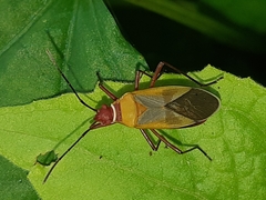 Dysdercus mimus