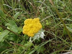 Helichrysum umbraculigerum