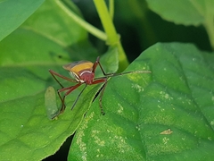 Dysdercus mimus