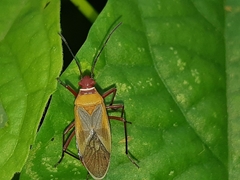 Dysdercus mimus