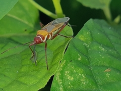 Dysdercus mimus