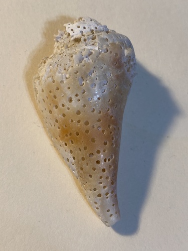 Strombus alatus image