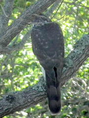 Accipiter tachiro tachiro