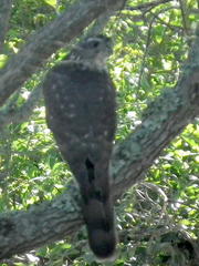 Accipiter tachiro tachiro