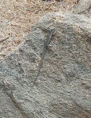 Podarcis siculus tyrrhenicus