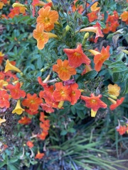 Streptosolen