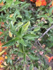 Streptosolen