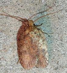 Agonopterix robiniella