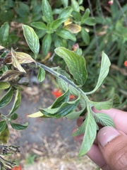 Streptosolen