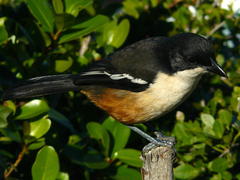 Laniarius ferrugineus ferrugineus