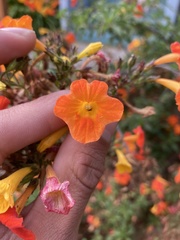 Streptosolen