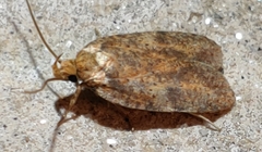 Agonopterix robiniella