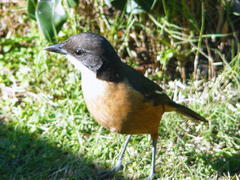 Laniarius ferrugineus ferrugineus