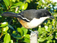 Laniarius ferrugineus ferrugineus