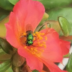 Augochlora aurifera