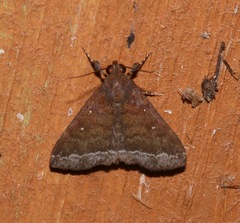 Physula albipunctilla