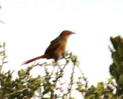 Sphenoeacus afer afer