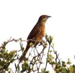 Sphenoeacus afer afer