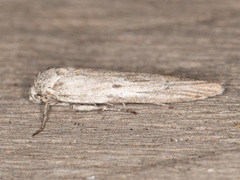 Holcocera gigantella