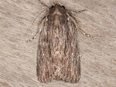 Neogalea sunia
