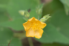 Allowissadula holosericea