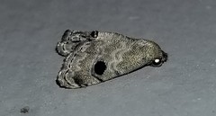 Abablemma brimleyana