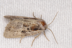 Meropleon ambifusca