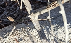 Podarcis siculus tyrrhenicus