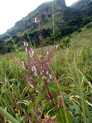 Plectranthus grallatus