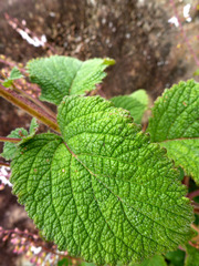 Plectranthus grallatus