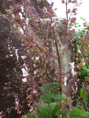 Plectranthus grallatus
